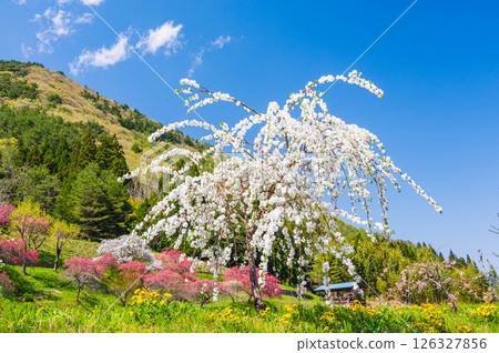 上田市 千里桃花 126327856