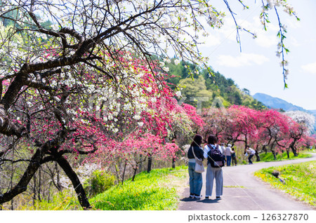 一里花桃之鄉，春天桃花盛開 126327870