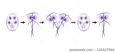 Giardia lifecycle showing cysts and trophozoites stages 126327904