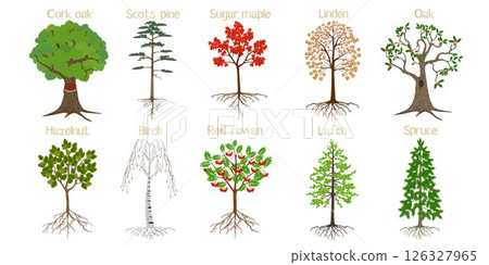 Set of forest trees with roots on a white background. 126327965