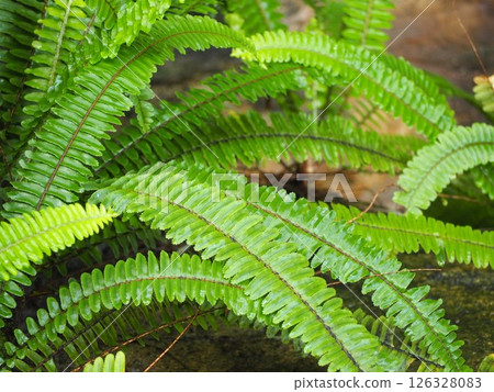 fern plant fern plant 126328083