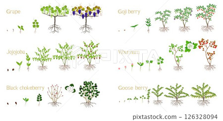 Set of growth cycles of bushes with berries on a white background. 126328094