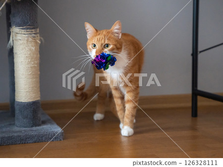 The orange cat carries a toy in its mouth. Captures playful or instinctual pet behavior, symbolizing hunting mimicry, entertainment, or bonding with toys. Pet playtime 126328111