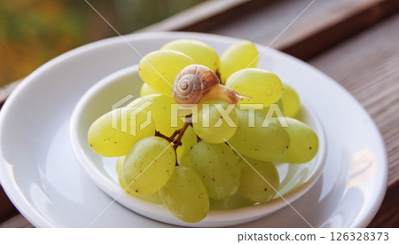saucer with grapes, on which cute little snail crawls, on white plate saucer with grapes, on which cute little snail crawls, on white plate 126328373