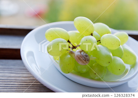 cute little snail crawls with extended tentacles on green grape bunch in saucer, on the background of wooden window frame cute little snail crawls with extended tentacles on green grape bunch in saucer, on the background of wooden window frame 126328374
