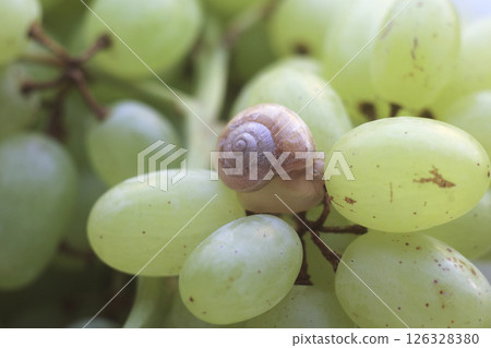 small snail try hides in the shell sitting on the berries of large bunch of grapes small snail try hides in the shell sitting on the berries of large bunch of grapes 126328380