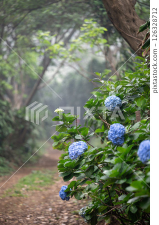 Blue hydrangeas bloom along misty forest path in early morning light 126328712