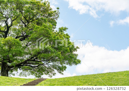 [Kanagawa Prefecture] Blue sky and a big tree 126328732