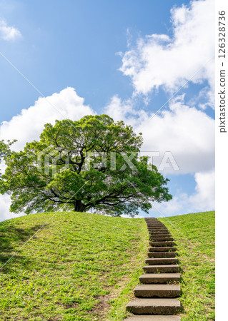 [Kanagawa Prefecture] Blue sky and a big tree 126328736