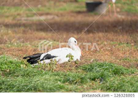 Stork walking in a pasture on a sunny warm day. Close-up. Protected bird species 126328805