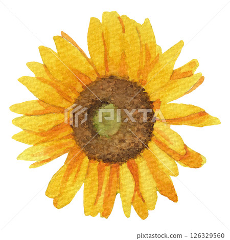 Sunflower head illustration drawn with transparent watercolor 1 126329560