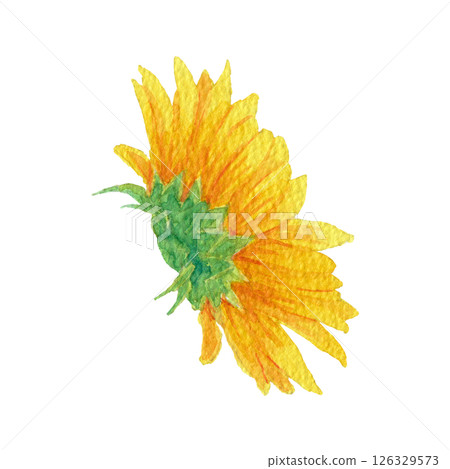 Sunflower head illustration 6 drawn with transparent watercolor Sunflower head illustration 6 drawn with transparent watercolor 126329573