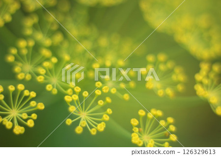 Close-up of dill flowers in full bloom. Vegetable background. Soft focus, blur 126329613