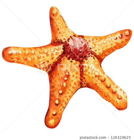 bright orange watercolor starfish with red center spotted arms isolated tropical marine beach sea animal illustration bright orange watercolor starfish with red center spotted arms isolated tropical marine beach sea animal illustration 126329625