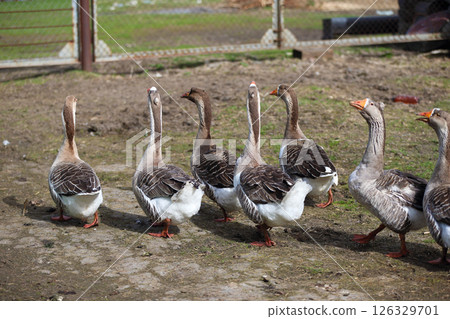 A group of domestic geese are walking around a farmyard. They are going to graze in a field. A group of domestic geese are walking around a farmyard. They are going to graze in a field. 126329701