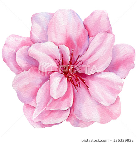 Sakura, Cherry Blooming pink flower watercolor illustration with soft petals isolated on white floral botanical art Sakura, Cherry Blooming pink flower watercolor illustration with soft petals isolated on white floral botanical art 126329922