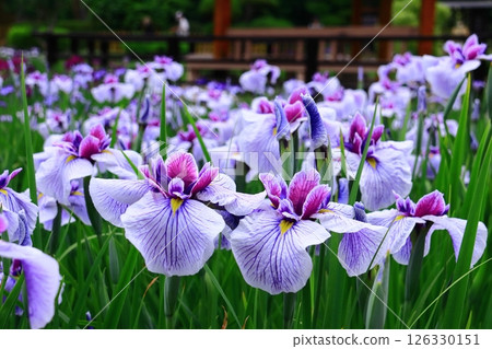 城北公園(大阪市旭區)的菖蒲花盛開<長井小町> 城北公園(大阪市旭區)的菖蒲花盛開<長井小町> 126330151