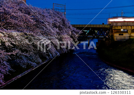Train lights and cherry blossoms Train lights and cherry blossoms 126330311