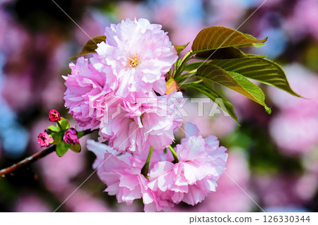 Double cherry blossoms 126330344