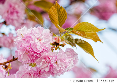 雙櫻花 雙櫻花 126330346