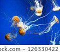 一群紅色水母漂浮在水族箱裡 126330422