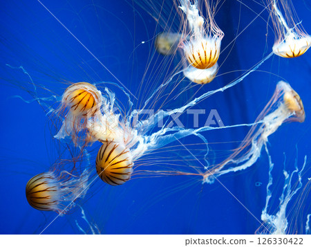 一群紅色水母漂浮在水族箱裡 126330422