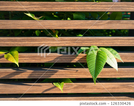 Green leaves entangled in a wooden fence Green leaves entangled in a wooden fence 126330426