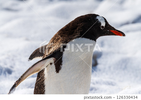 Close-up of a Gentoo Penguin on Trinity Island. 126330434