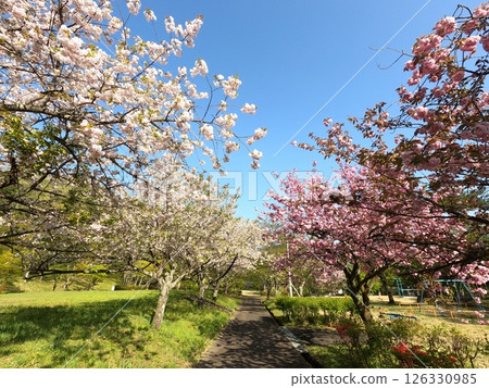 Cherry blossoms at Togatta Park 126330985
