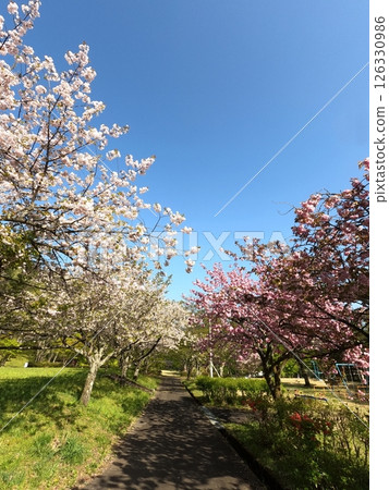 Cherry blossoms at Togatta Park Cherry blossoms at Togatta Park 126330986