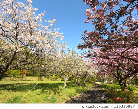 Cherry blossoms at Togatta Park Cherry blossoms at Togatta Park 126330987