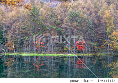 長野縣茅野市禦散迦池的紅葉 126331412