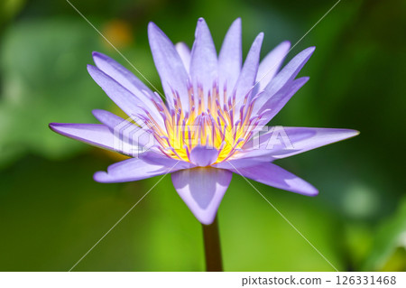 close up lotus flower yellow and purple color is so beautiful close up lotus flower yellow and purple color is so beautiful 126331468