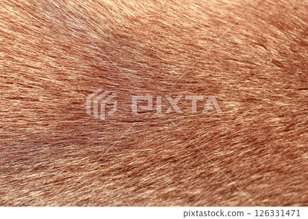 close up brown dog skin for texture and pattern. 126331471