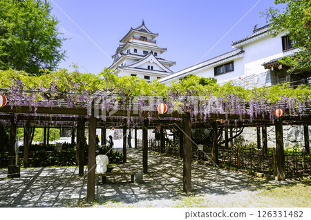 紫藤花盛開的美麗唐津城（佐賀縣唐津市） 126331482