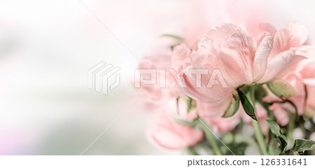 Pale Pink Peony Flowers with Dew in a Soft Focus with copy space 126331641