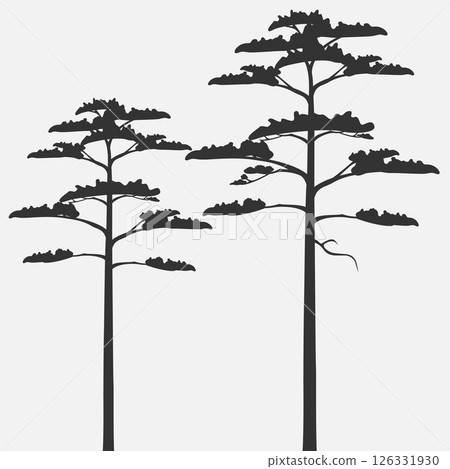 Silhouettes of scots pine isolated on gray background. 126331930
