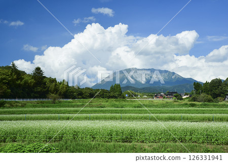 Buckwheat fields in full bloom at the foot of Mt. Daisen Buckwheat fields in full bloom at the foot of Mt. Daisen 126331941