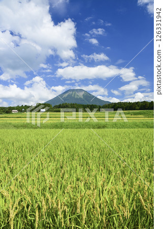 Rice terraces with drooping ears of rice and Mt. Oyama 126331942