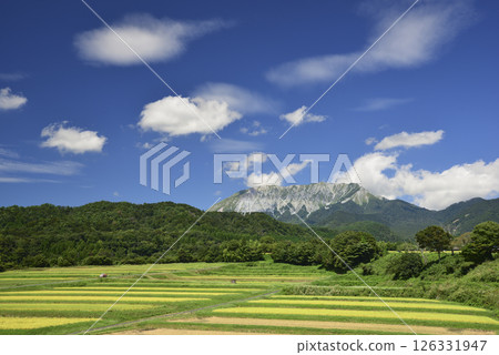 金色梯田和大山 126331947