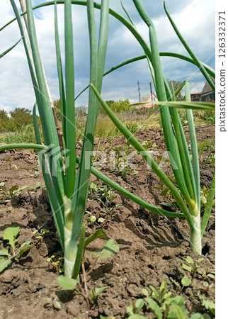 agriculture, cloudscape, crop, diet, earth day, ecology, environment, farm, farming, field, flora, food, fresh, garden, green onion, ground, growth, harvest, healthy, landscape, leaf, macro, natural, agriculture, cloudscape, crop, diet, earth day, ecology, environment, farm, farming, field, flora, food, fresh, garden, green onion, ground, growth, harvest, healthy, landscape, leaf, macro, natural, 126332371