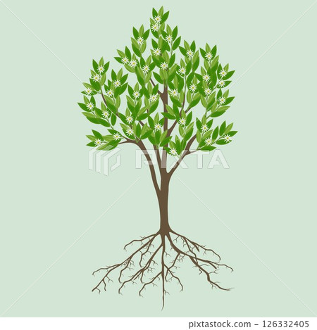 Star anise tree with flowers on a green background. 126332405