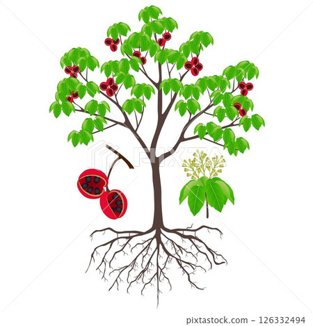 Sterculia quadrifida tree with fruits and inflorescences on a white background. Sterculia quadrifida tree with fruits and inflorescences on a white background. 126332494
