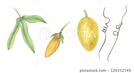 Yellow passionflower bud, fruit, leaf watercolor illustration clip art isolated background. Climbing exotic plant set for tropical designs, herbal product packaging, wellness branding Yellow passionflower bud, fruit, leaf watercolor illustration clip art isolated background. Climbing exotic plant set for tropical designs, herbal product packaging, wellness branding 126332549