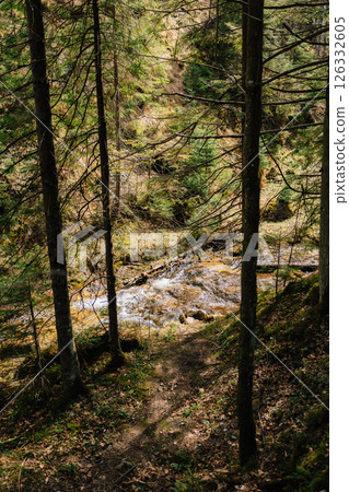 Sunlight filters through the trees of dense forest, illuminating picturesque mountain stream flowing over rocks and fallen leaves in tranquil spring landscape. Sunlight penetrating woodland canopy 126332605