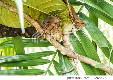 Cute Philippine Tarsier on the wonderful island of Bohol Cute Philippine Tarsier on the wonderful island of Bohol 126332808