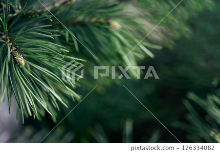 Closeup pine background with green tones and blur, ideal for organic branding, cosmetics and supplement packaging. Suggests purity and plant-derived benefits Closeup pine background with green tones and blur, ideal for organic branding, cosmetics and supplement packaging. Suggests purity and plant-derived benefits 126334082