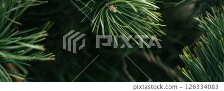 Abstract macro background with pine needles and soft blur, ideal for eco themes, wellness design and natural product visuals. Conceptually linked to aromatherapy and herbal healing Banner Abstract macro background with pine needles and soft blur, ideal for eco themes, wellness design and natural product visuals. Conceptually linked to aromatherapy and herbal healing Banner 126334083