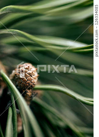 Pine cone in extreme macro with resin drop. Macro shot of pine cone with resin drop on soft blurred needles, for wellness and natural remedies visuals. Represents forest healing, botanical ingredients Pine cone in extreme macro with resin drop. Macro shot of pine cone with resin drop on soft blurred needles, for wellness and natural remedies visuals. Represents forest healing, botanical ingredients 126334085