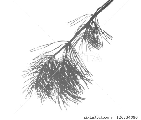 Artistic pine branch in black and white, styled for use in visual layering, poster design, and double exposure techniques Artistic pine branch in black and white, styled for use in visual layering, poster design, and double exposure techniques 126334086
